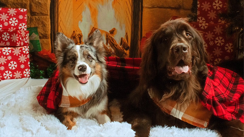 Christmas Dog Market event photo