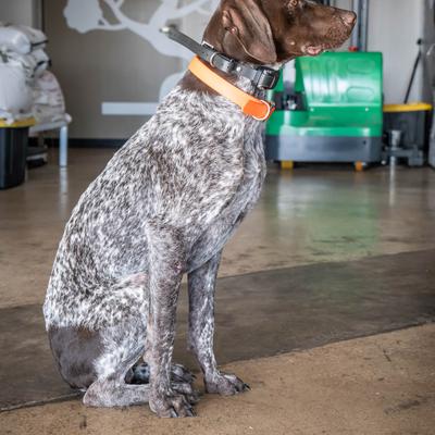 German Shorthaired Pointer dog.