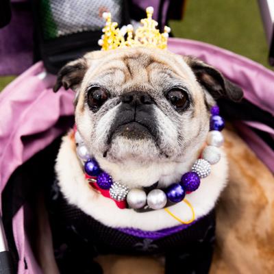 Pug contestant.