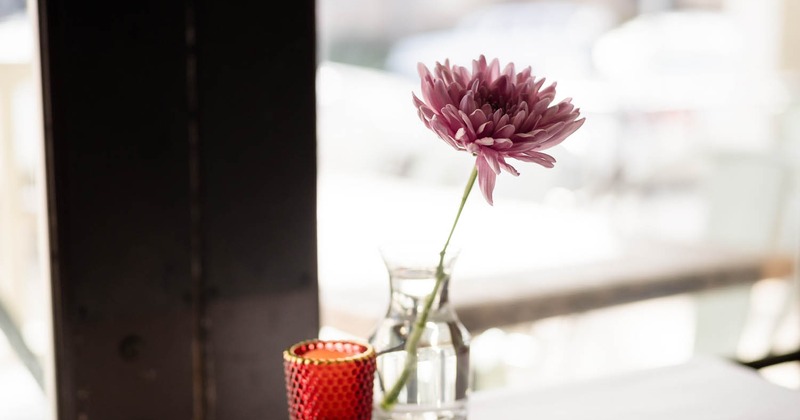 Pink Chrysanthemum