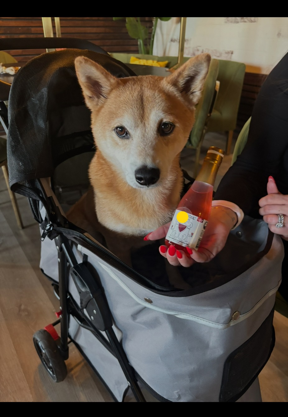 Yappy Hour! event photo