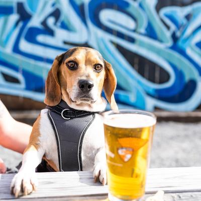 A dog and a glass of beer.