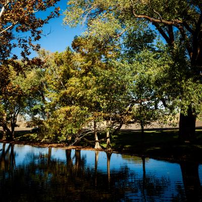 Trees lining a calm pond under a clear blue sky.