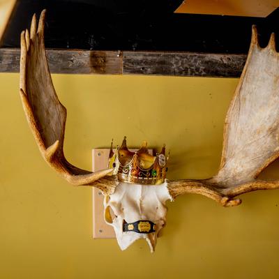 Decorative elk skull on a wall indoors.