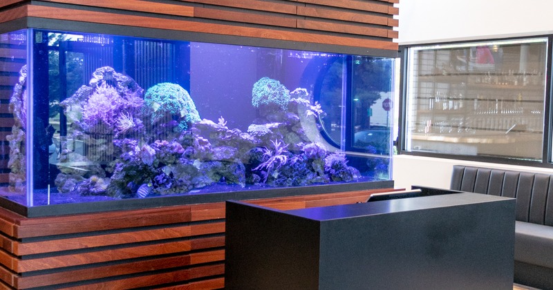 Interior, front desk with a large saltwater aquarium