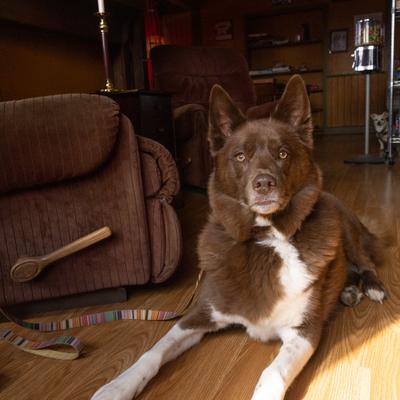 Dog lying on a wooden floor, indoors.