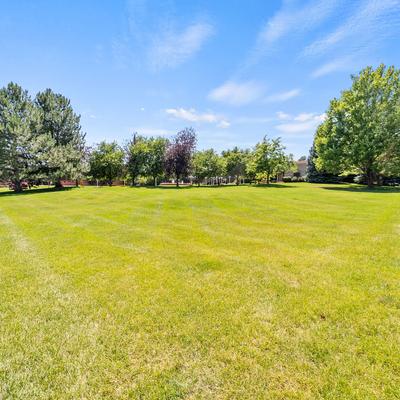 Grass area with trees