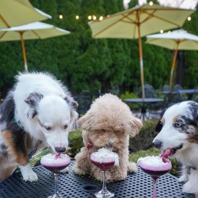 Three dogs enjoying a special 