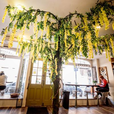 Hanging yellow Wisteria flowers.