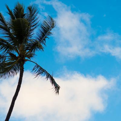 A tall palm tree sways against a bright blue sky with fluffy white clouds.