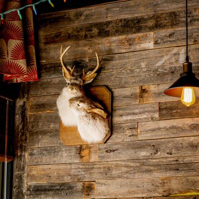 Interior, Taxidermy decoration on a wooden wall.