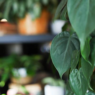 A close-up of green leaves.