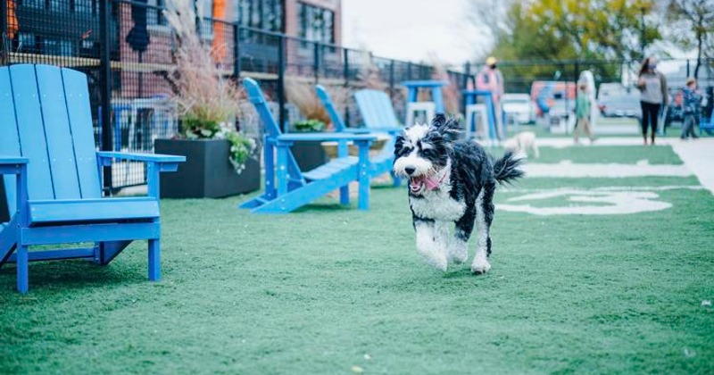 Dog running on artificial turf in an outdoor area