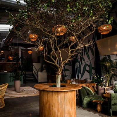 Interior, a small tree growing from a decorative table in a cozy cafe setting.
