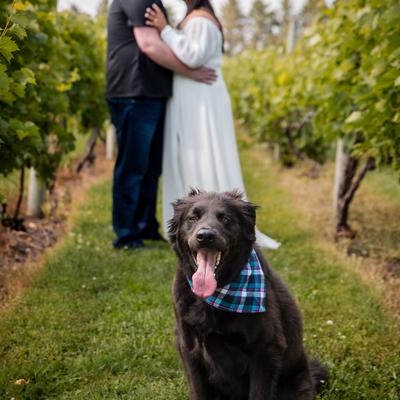 A couple getting photos with their dog in the vineyard at Next Chapter Winery.