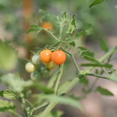 gallery photo number 28