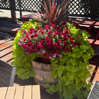 gallery photo number 4