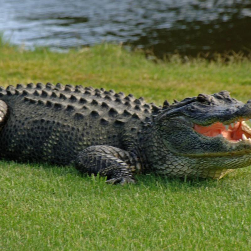 Exotic Alligator Espetada 8oz photo