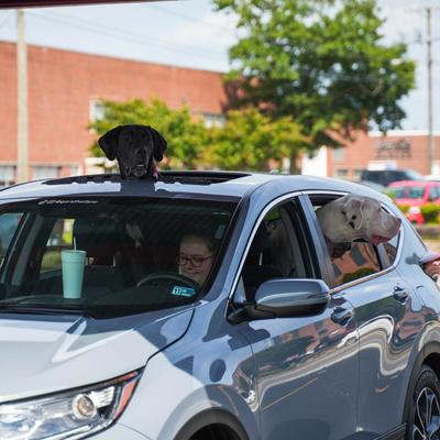 customer on curb with dogs.