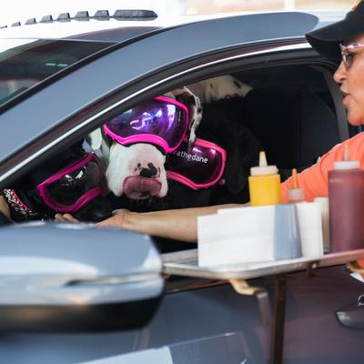 Curb server interacts with a customer and their dogs at the car window.