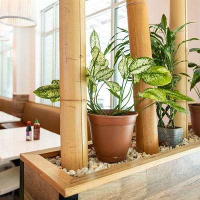 Indoor plant display with bamboo and potted plants.