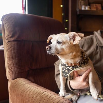 Person seating in the armchair, holding a small dog.