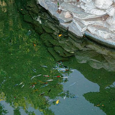 Fish in the pond.