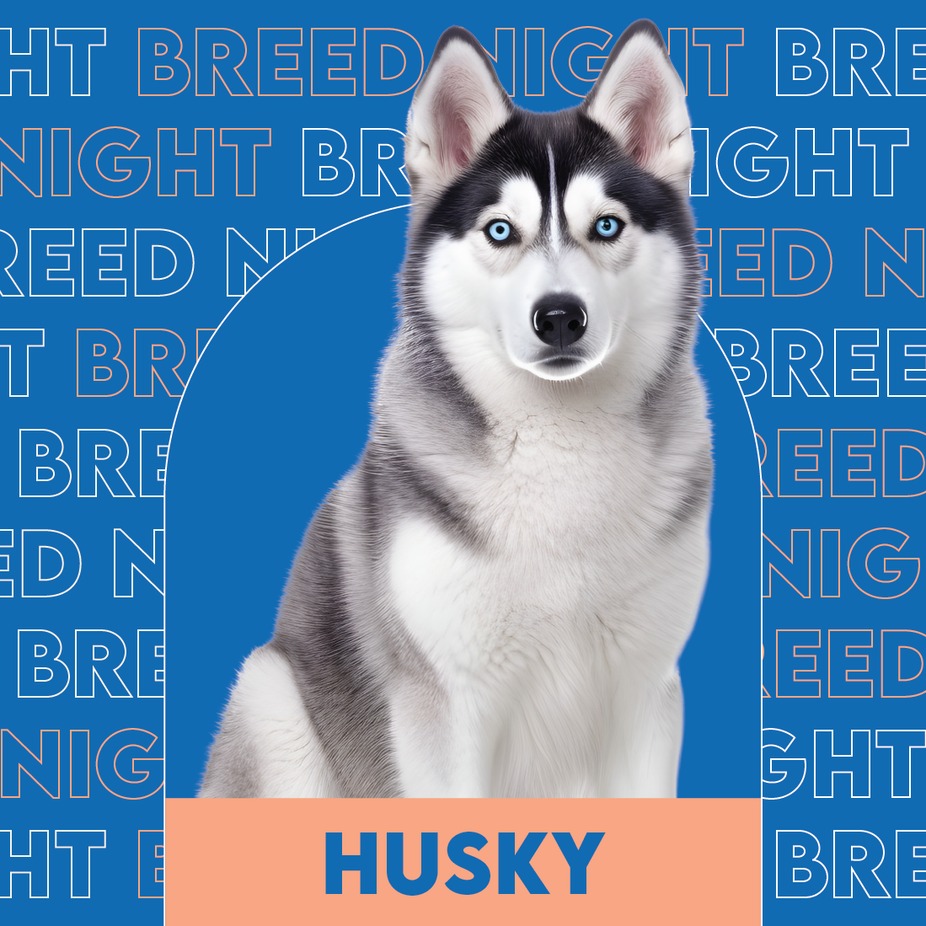 Husky breed night event photo