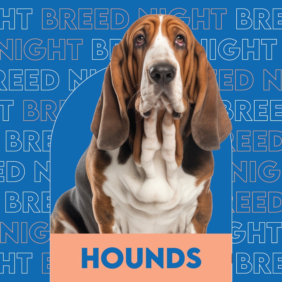 Hounds breed night event photo