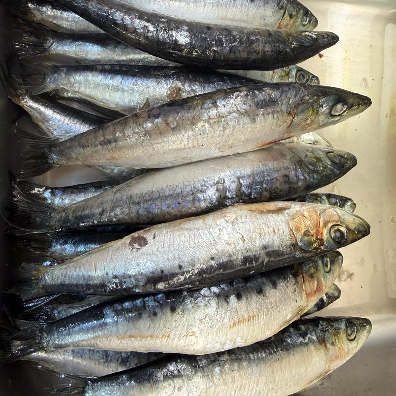 Sardines photo