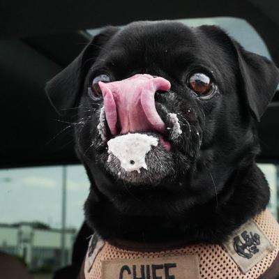 Pug licking whip cream off face.