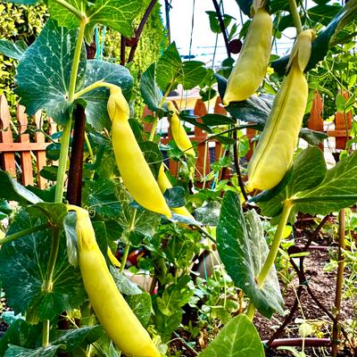 gallery photo number 4