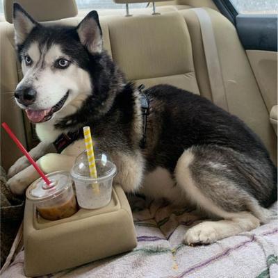A dog in the back seat of a car.