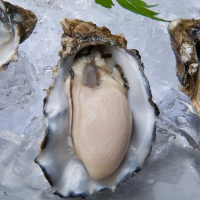 Close up of a fresh oyster on ice