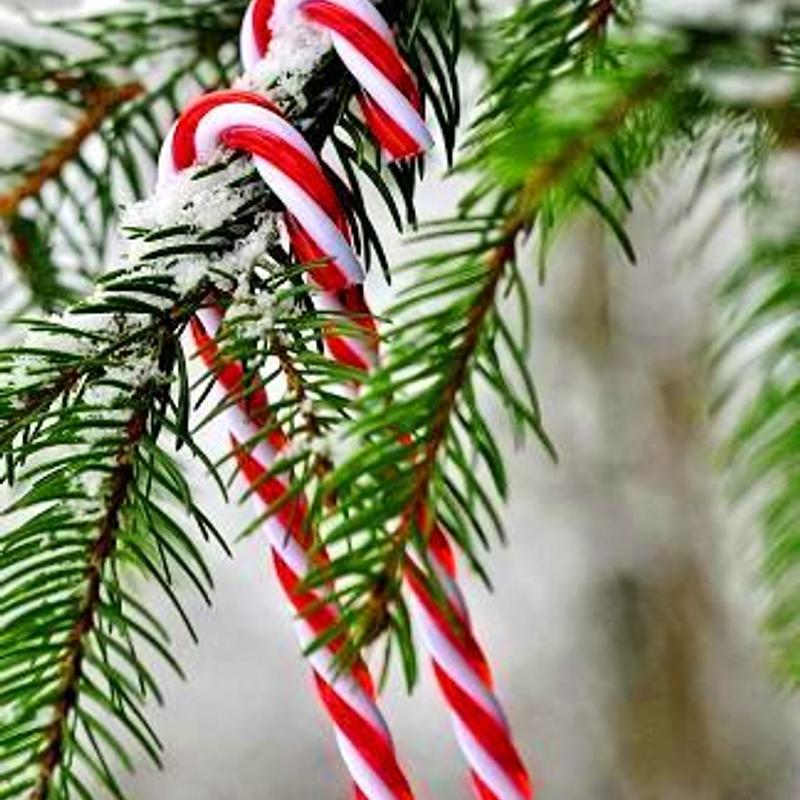 Peppermint Mocha photo