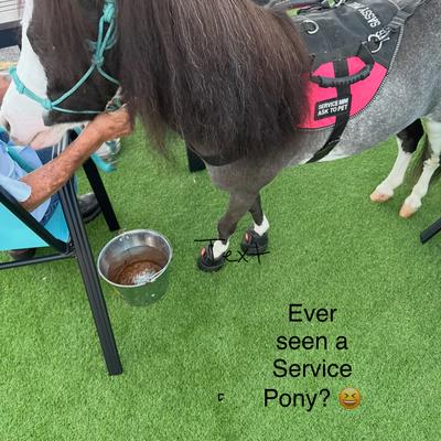 Pony