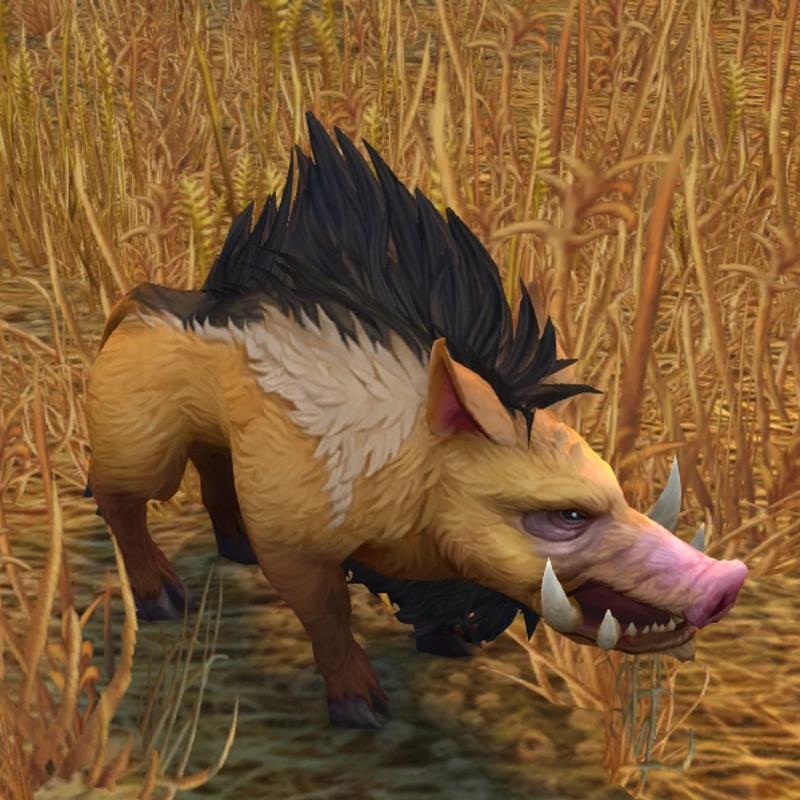Boar Meat photo