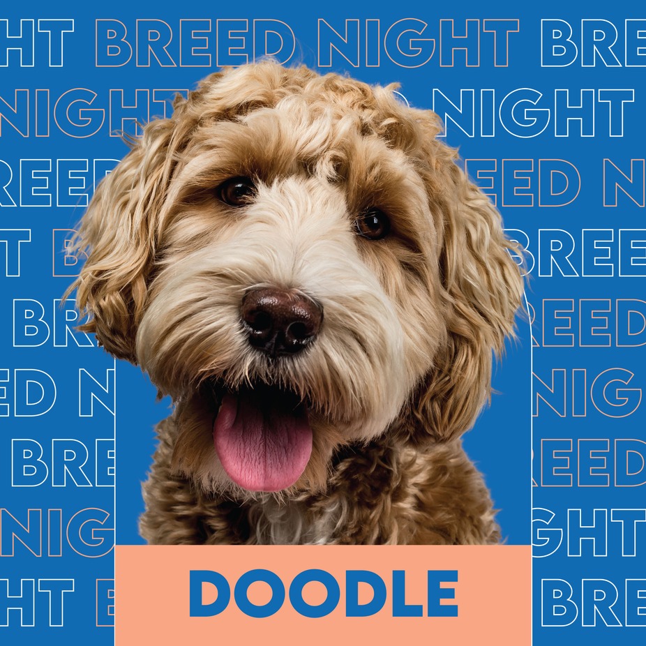 Doodle breed night event photo