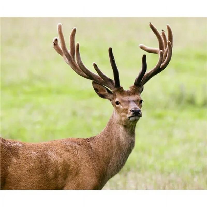 Exotic Venison Espetada 8oz photo