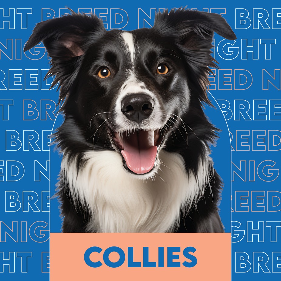 Breed Night: Collie event photo