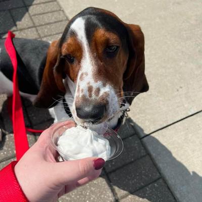 A dog having a pup o fluff.
