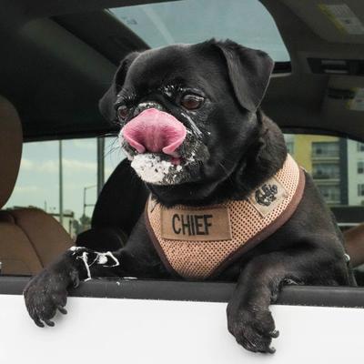 Pug licking whip cream off snout.