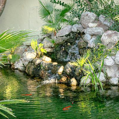 Fish pond.
