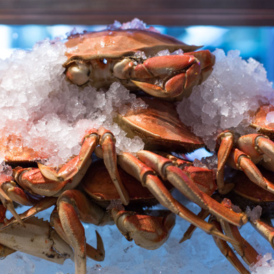 Whole Dungeness crab on ice