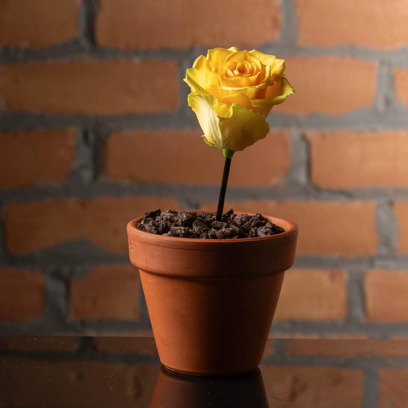 The Final Rose photo