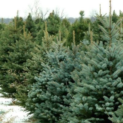 Different types of Christmas trees