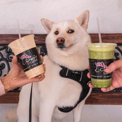 Hands holding two drinks, a dog.