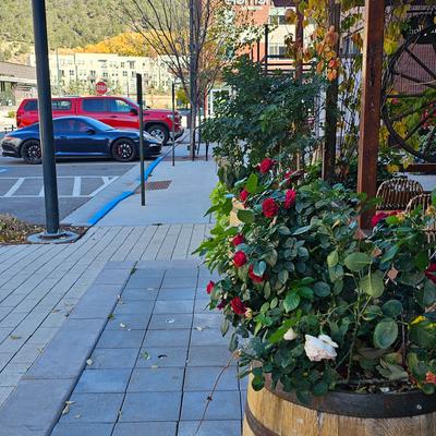 Flowers outside by the sidewalk.