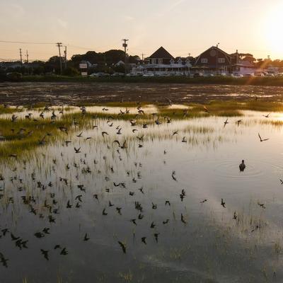 A flock of birds soars over tranquil water, illuminated by the warm hues of a sunset..