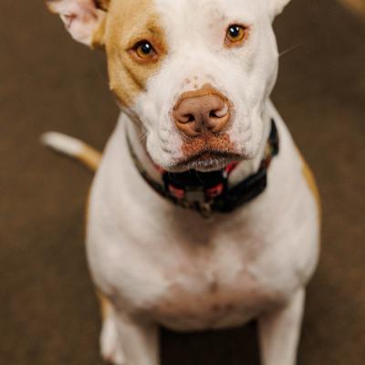 Brown and white dog looking up at the camera.